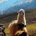 Campo de lujo Lepiej Trafic Nie Mogliscie Unislaw Slaski
