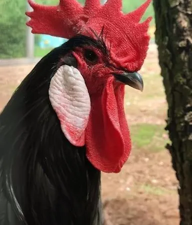 Lepiej Trafic Nie Mogliscie *