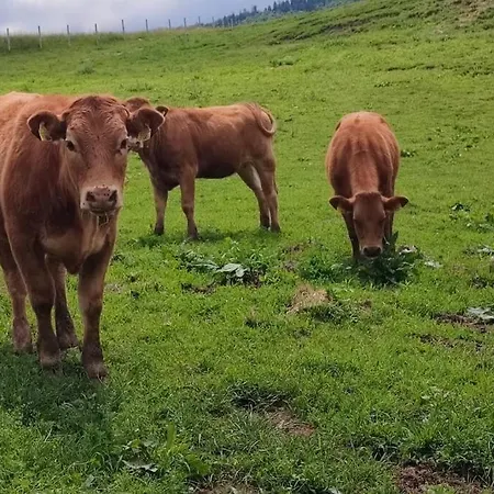 Роскошный шатер Lepiej Trafic Nie Mogliscie Mieroszow