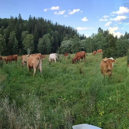 Lepiej Trafic Nie Mogliscie Mieroszow