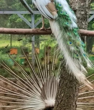 Роскошный шатер Lepiej Trafic Nie Mogliscie Mieroszow