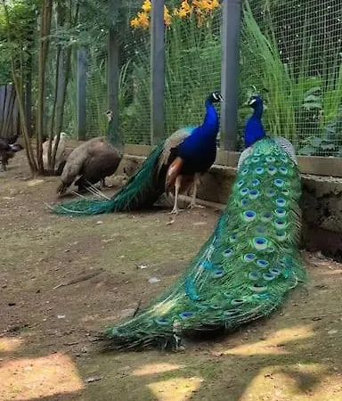 Lepiej Trafic Nie Mogliscie Роскошный шатер Mieroszow