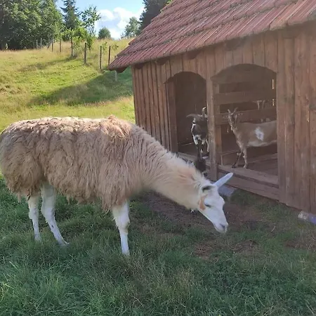 Lepiej Trafic Nie Mogliscie Luxussátor