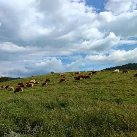 Lepiej Trafic Nie Mogliscie Lüks kamp alanı Unislaw Slaski