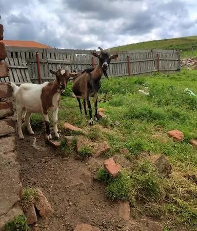 Lepiej Trafic Nie Mogliscie Lüks kamp alanı *
