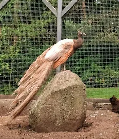 Lepiej Trafic Nie Mogliscie * Mieroszow