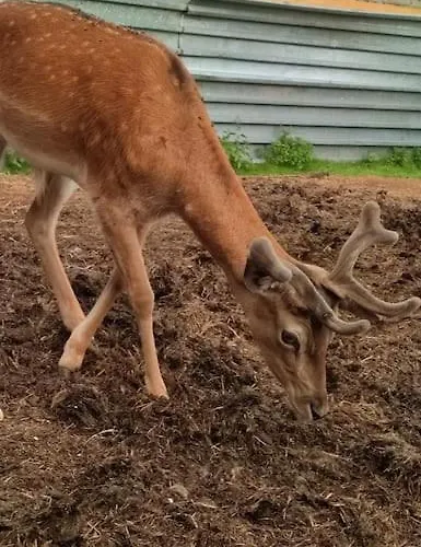 Luxe tent Lepiej Trafic Nie Mogliscie Mieroszow