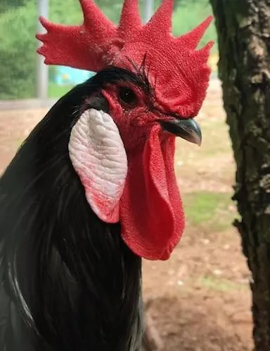 Lepiej Trafic Nie Mogliscie *