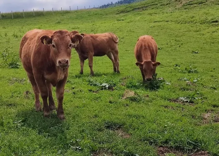 Luxe tent Lepiej Trafic Nie Mogliscie Mieroszow