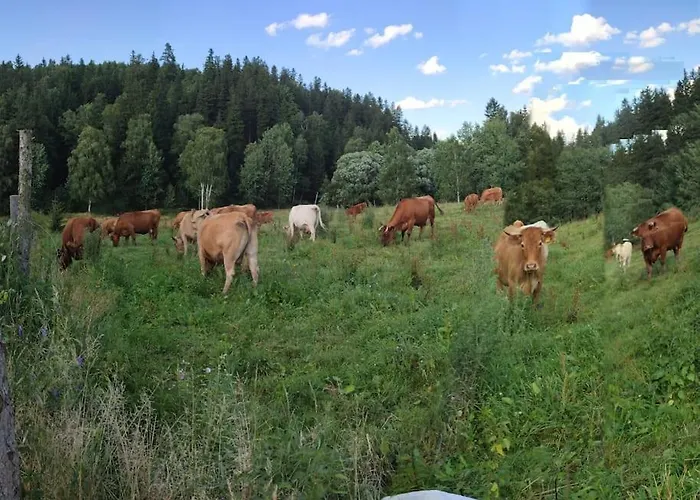 Lepiej Trafic Nie Mogliscie Mieroszow