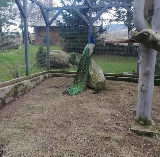 Lepiej Trafic Nie Mogliscie *