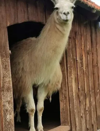 Luxe tent Lepiej Trafic Nie Mogliscie Mieroszow