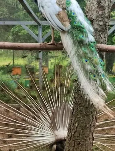 Luxe tent Lepiej Trafic Nie Mogliscie Mieroszow