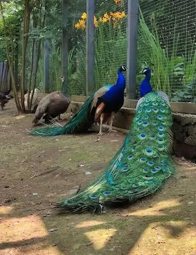 Lepiej Trafic Nie Mogliscie Luxe tent Mieroszow