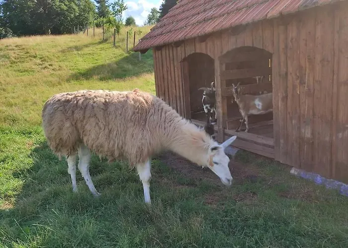 Lepiej Trafic Nie Mogliscie Luxe tent