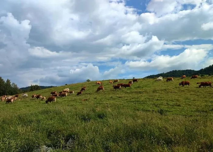 Lepiej Trafic Nie Mogliscie Luxe tent Mieroszow