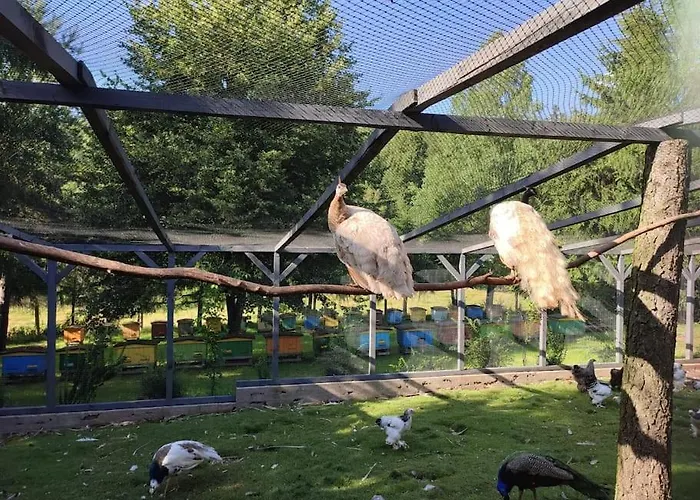 Luxe tent Lepiej Trafic Nie Mogliscie