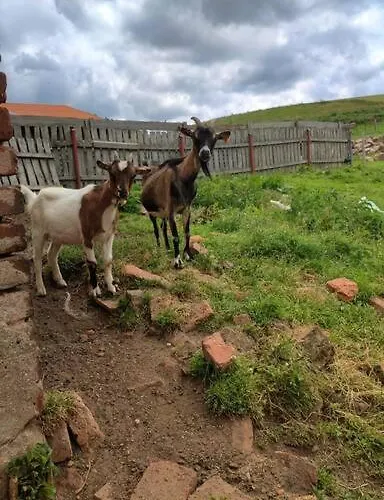 Lepiej Trafic Nie Mogliscie Luxe tent *