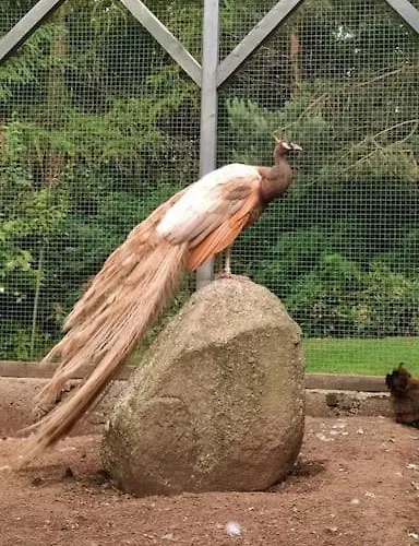 Lepiej Trafic Nie Mogliscie * Mieroszow