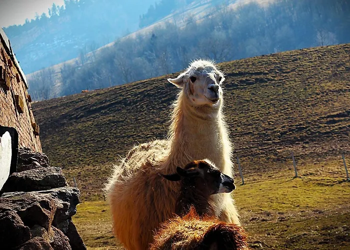 Luxe tent Lepiej Trafic Nie Mogliscie Mieroszow